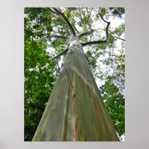 Mindanao Gum Tree Posters