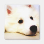 Mini American Eskimo Fridge Magnets
