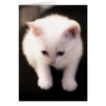Mini chaton carte