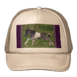 Mini Horse Hats