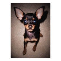 mini pinscher. custom invitation