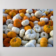 mini pumpkins posters