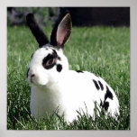 Mini Rex bunny poster