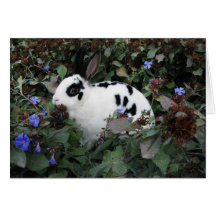 Mini Rex Rabbit Greeting Card