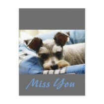 Mini Schnauzer Post Card