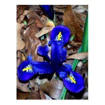 Miniature Blue Dutch Iris Post Card