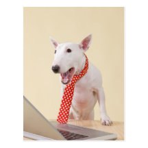 Miniature Bull Terrier looking at laptop, Postcards