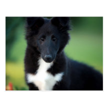 miniature collie post cards