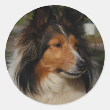 Miniature Collie Sticker