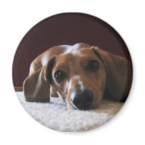 Miniature Dachshund