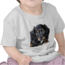 Miniature Dachshund Puppy