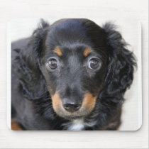 Miniature Dachshund Puppy mousepads