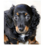 Miniature Dachshund Puppy t-shirts