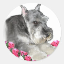 Miniature Schnauzer Art Gifts Sticker