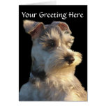 Miniature Schnauzer Card