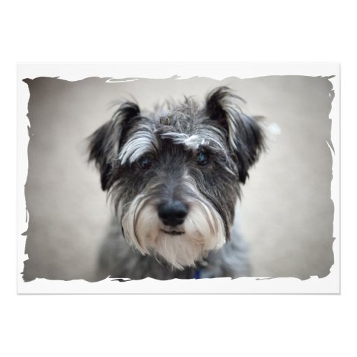 Miniature Schnauzer Dog Invitation