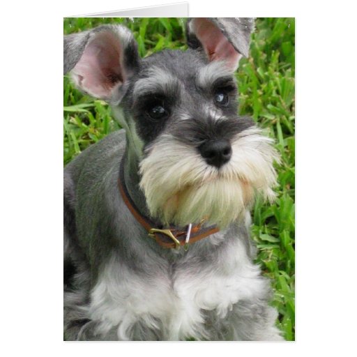 Miniature Schnauzer Greeting Card
