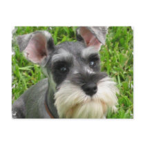 Miniature Schnauzer Postcard