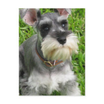 Miniature Schnauzer Postcard