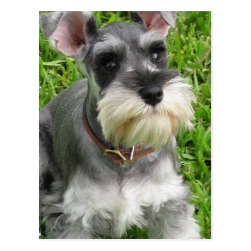Miniature Schnauzer Postcard