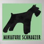 Miniature Schnauzer Print
