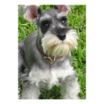 Miniature Schnauzer Puppy Dog Invitation