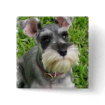 Miniature Schnauzer Square Button