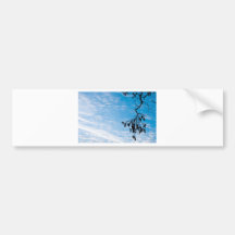 Minimalism photograph bumper stickers