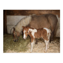 Miniture Pony and Baby Post Card