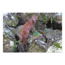 Mink Photo