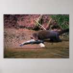 Mink with small fish posters