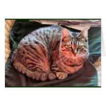 Minou tigré cartes de vœux