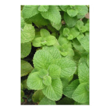 Mint Art Photo