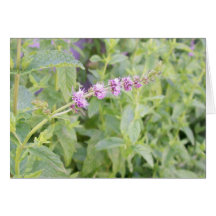 Mint Flower Greeting Card