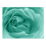 MINT GREEN Close Up of a Frilly Rose Post Card