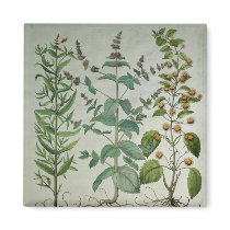 Mint: Mentha crispa Magnets