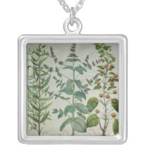 Mint: Mentha crispa Pendant