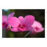 Miracle magenta photo d’art