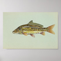Mirror carp posters