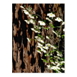 Mirror Lake-Dogwood tree Pink flowers Postcards