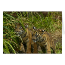Mischief Makers Greeting Cards