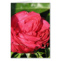 Miss All-American Beauty Hybrid Tea Rose 097 cards