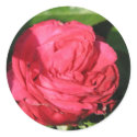 Miss All-American Beauty Hybrid Tea Rose 097 stickers