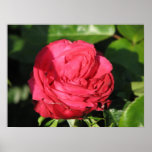 Miss All American Beauty Posters