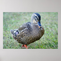 Miss Mallard II Print