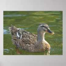 Miss Mallard Posters