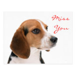Miss You Beagle Puppy Dog Greeting Postcard