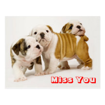 Miss You Bulldog Puppy Dog Greeting Postcard
