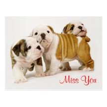 Miss You Bulldog Puppy Dogs Greeting Postcard