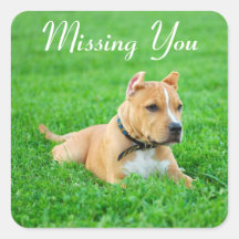 Miss You Pitbull Puppy Dog Greeting Stickers